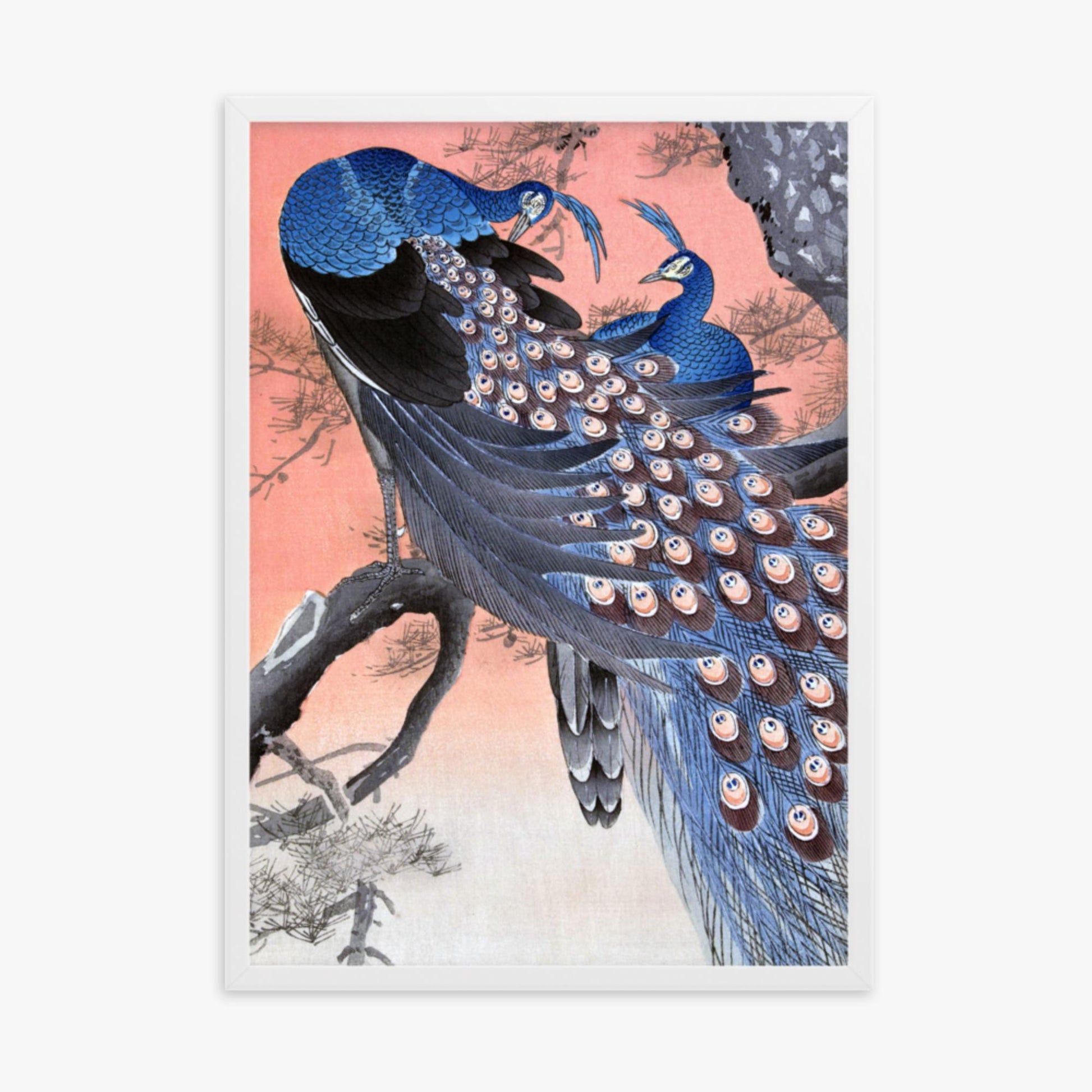 Ohara Koson - Two Peacocks on Tree Branch 50x70 cm Poster With White Frame