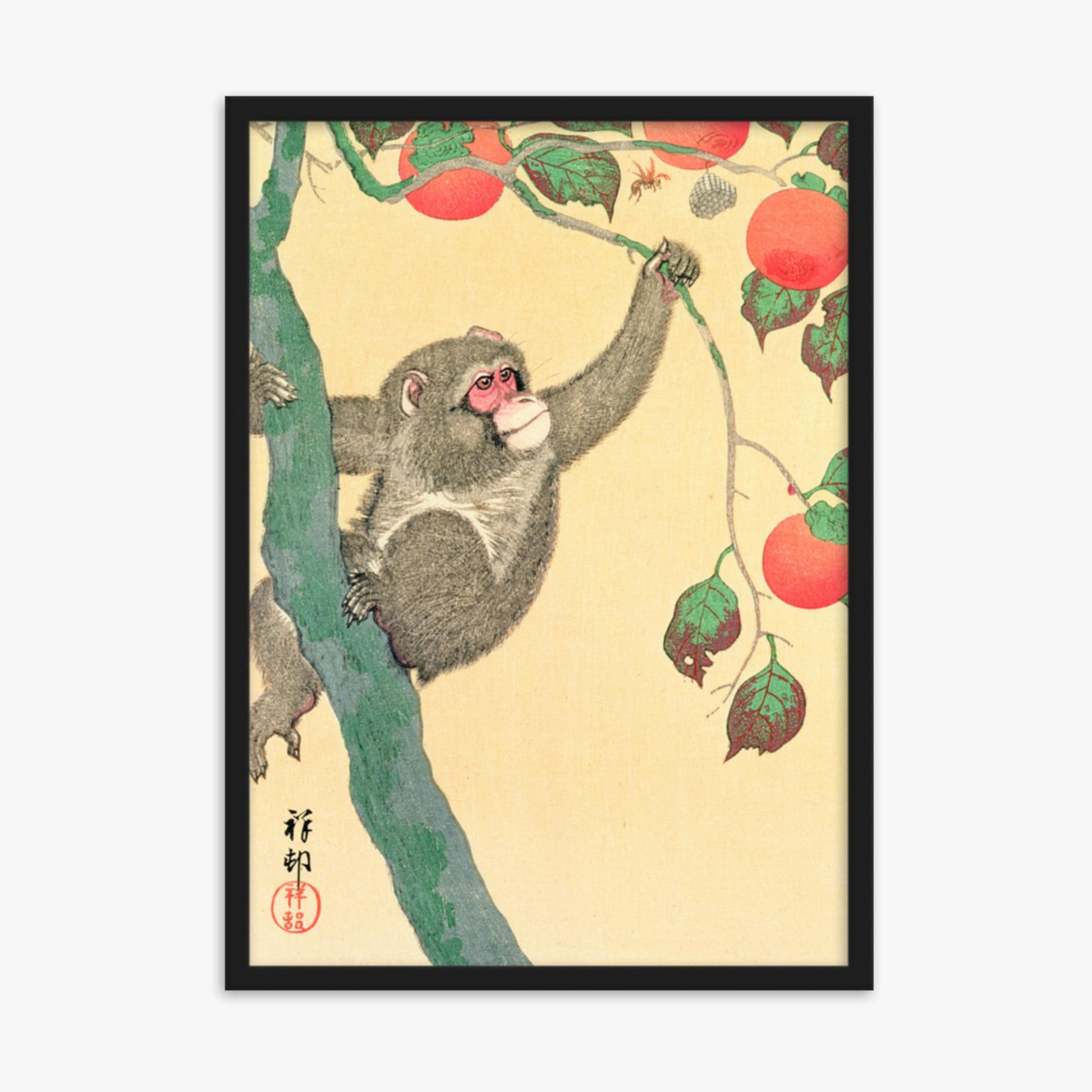 Ohara Koson: Monkey in a Persimmon - 50x70 cm Poster With Black Frame