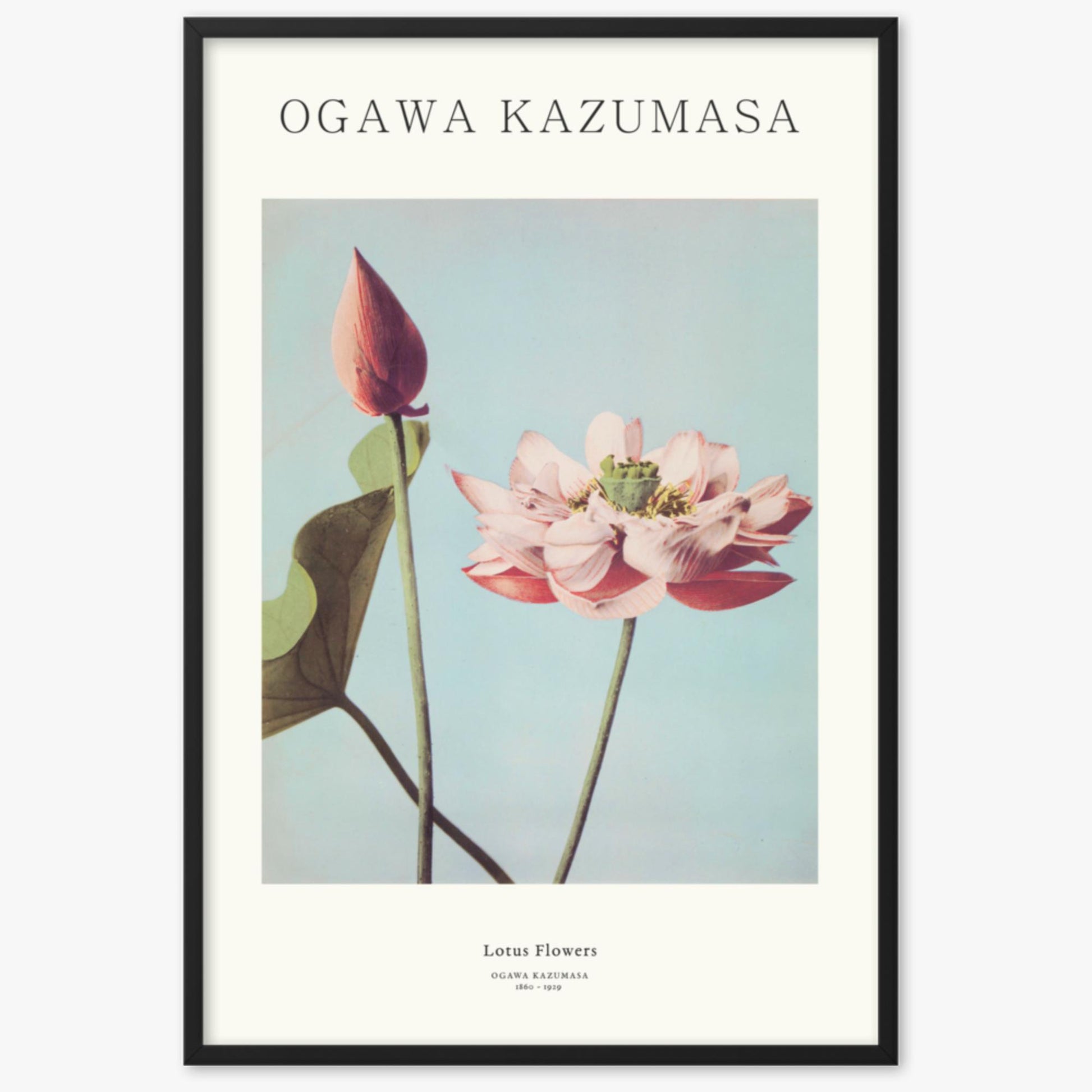 Ogawa Kazumasa - Lotus Flowers - Decoration 61x91 cm Poster With Black Frame