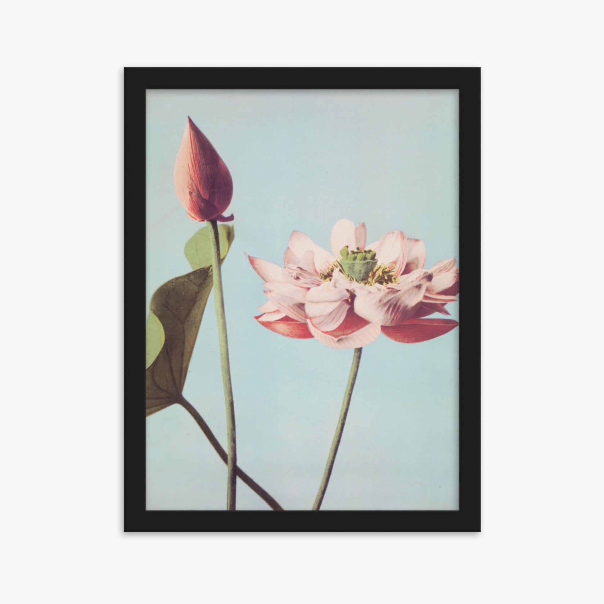 Ogawa Kazumasa - Lotus Flowers 30x40 cm Poster With Black Frame