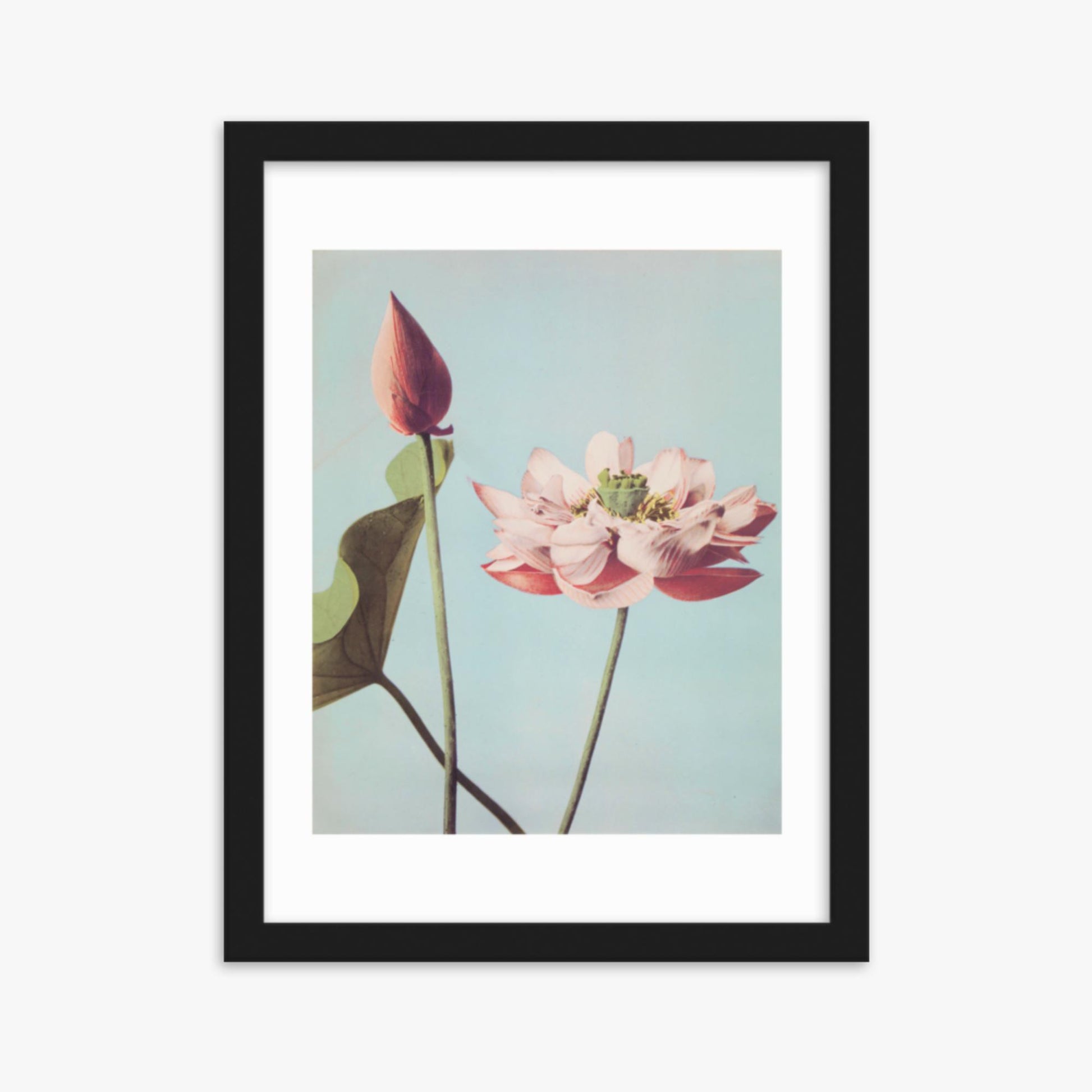 Ogawa Kazumasa - Lotus Flowers 30x40 cm Poster With Black Frame