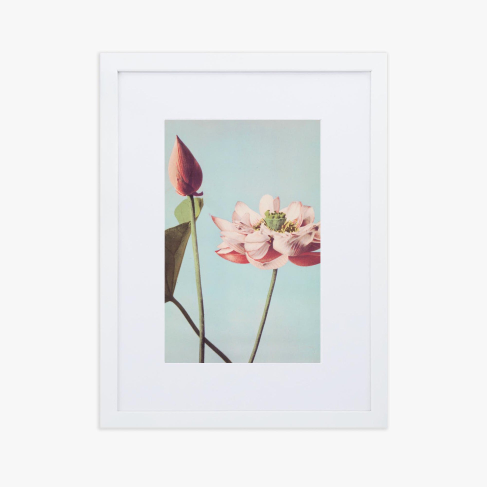 Ogawa Kazumasa - Lotus Flowers 30x40 cm Poster With White Frame