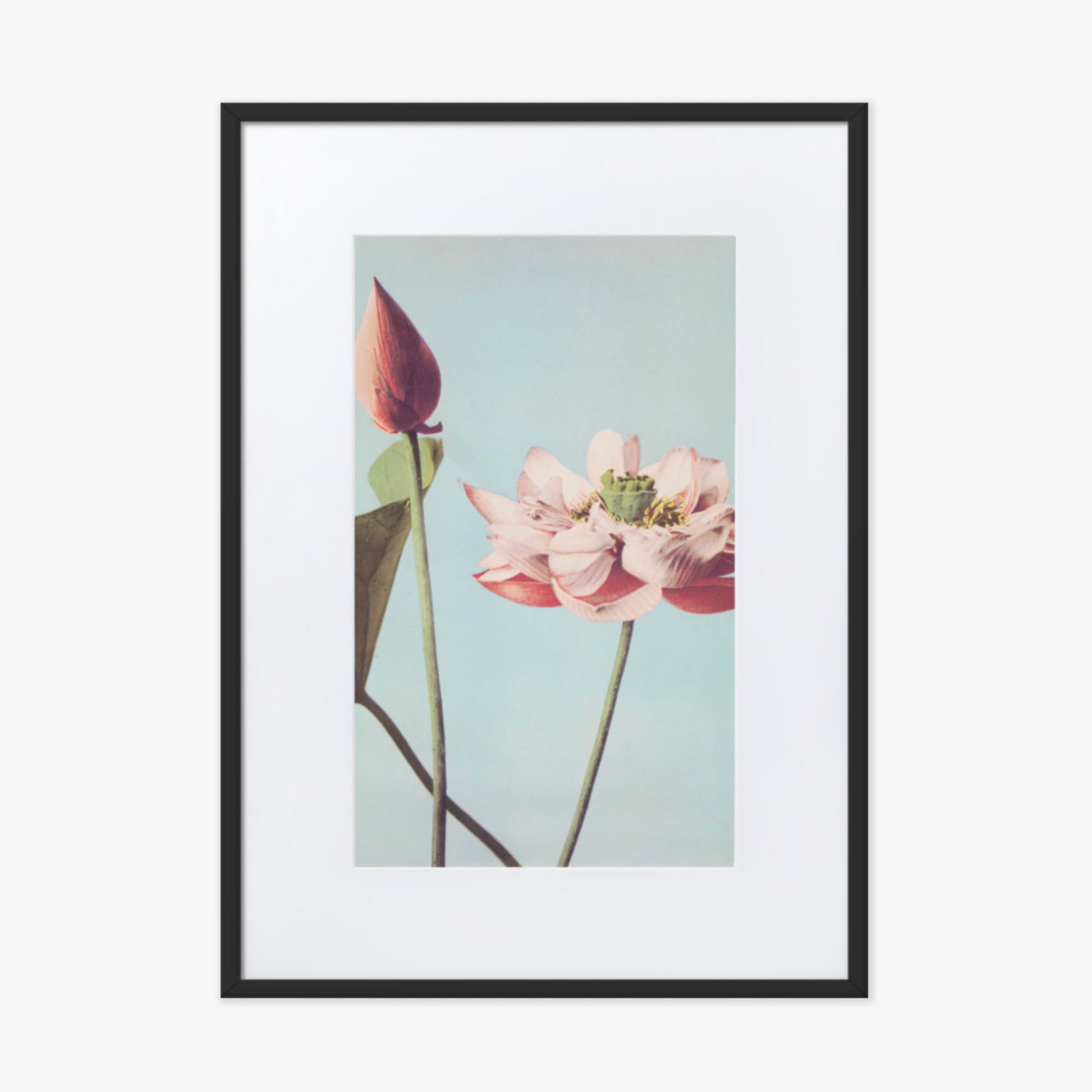 Ogawa Kazumasa - Lotus Flowers 50x70 cm Poster With Black Frame