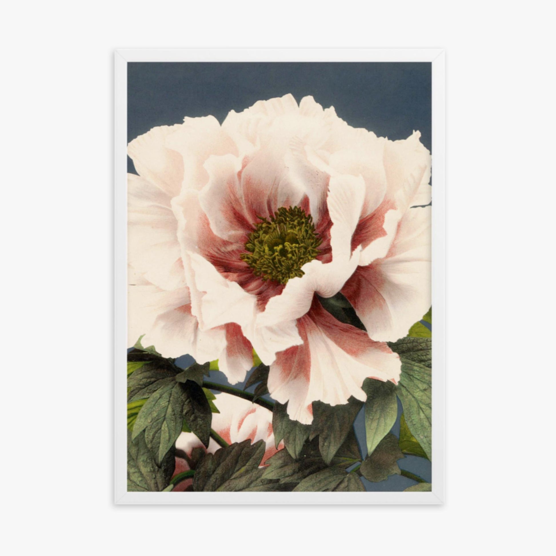 Ogawa Kazumasa - Peony 50x70 cm Poster With White Frame