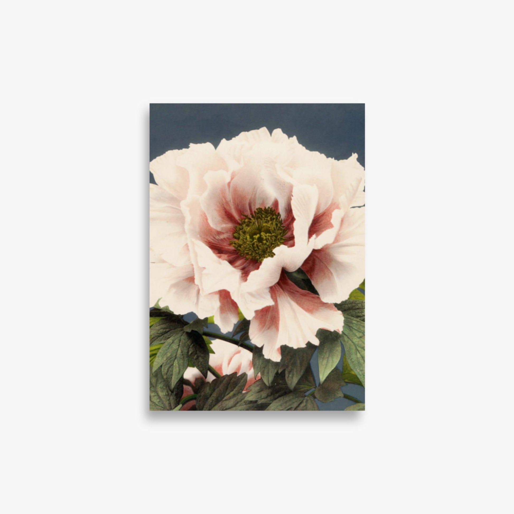 Ogawa Kazumasa - Peony 21x30 cm Poster