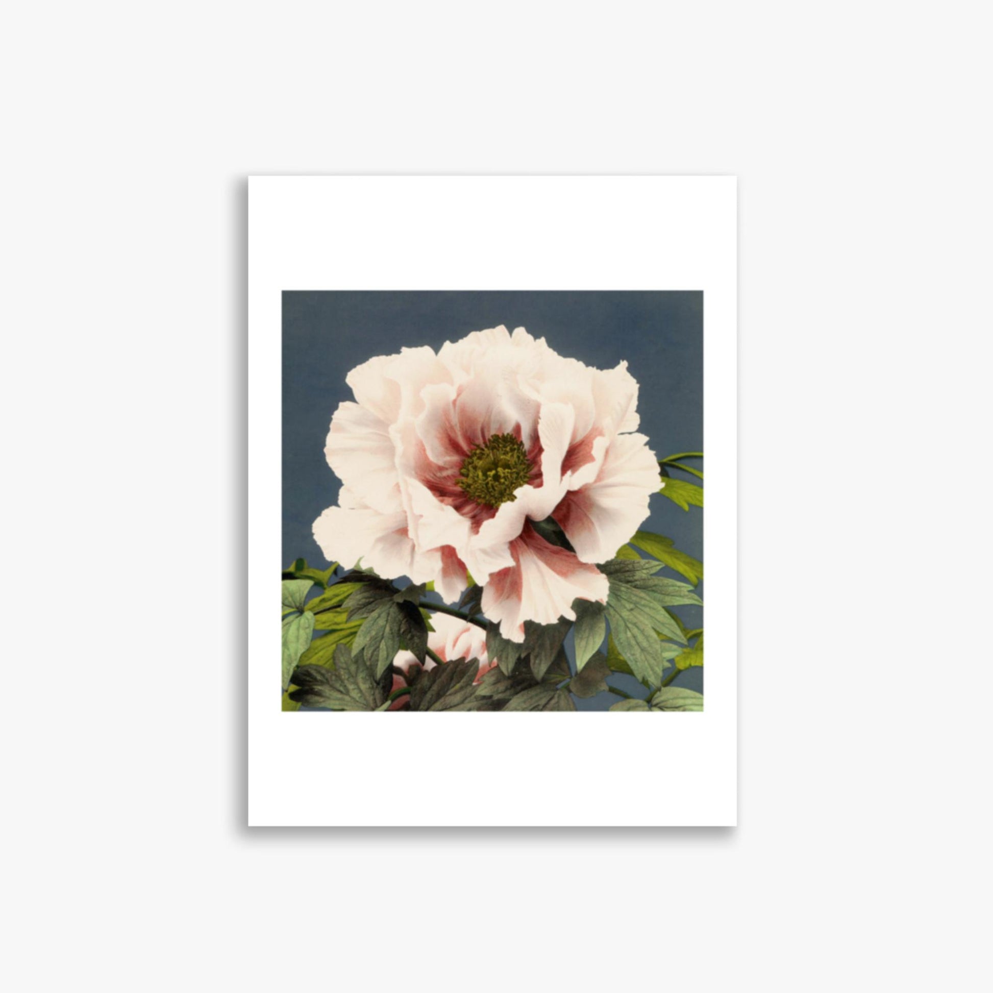 Ogawa Kazumasa - Peony 30x40 cm Poster