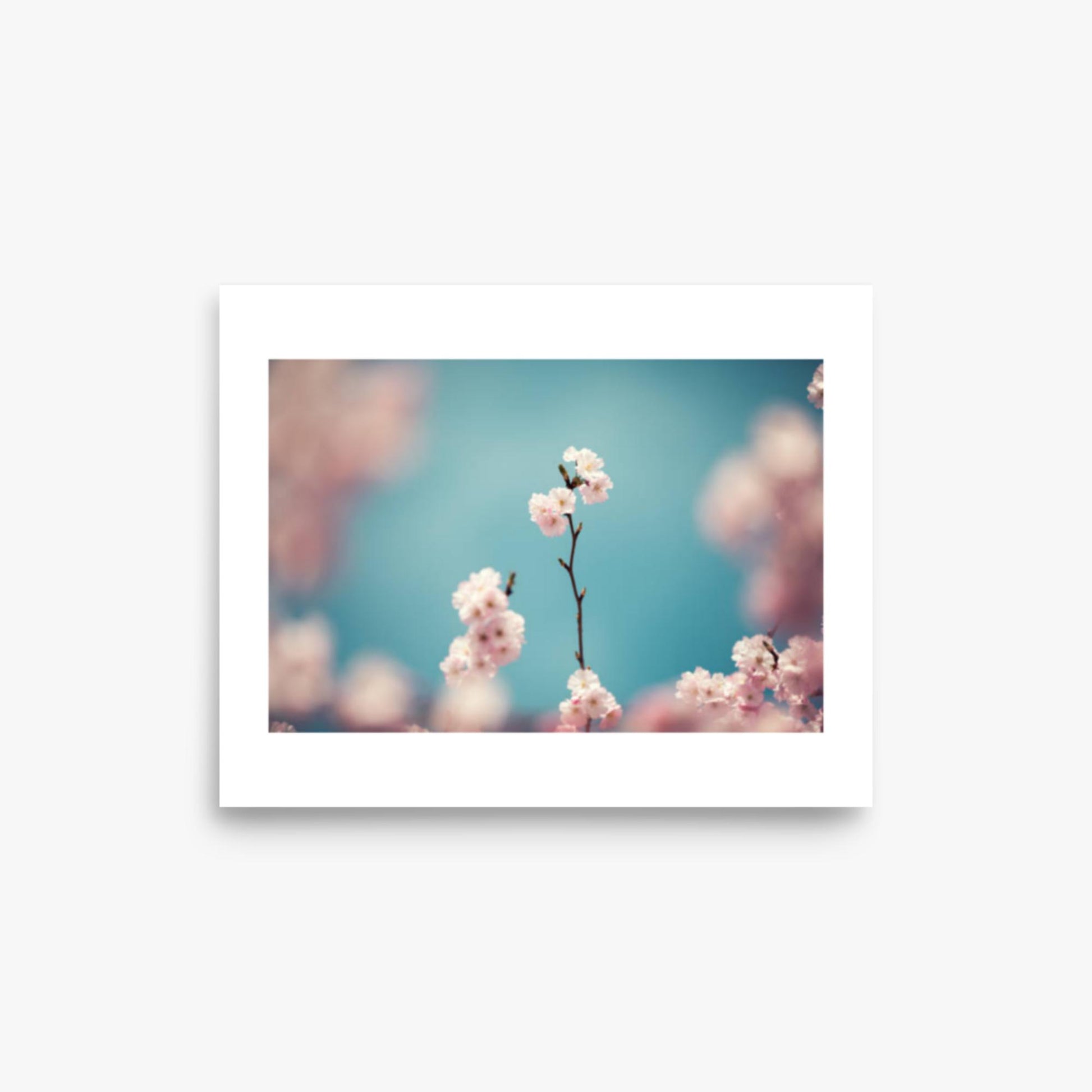 Pastel Colored Cherry Blossoms 8x10 in Poster