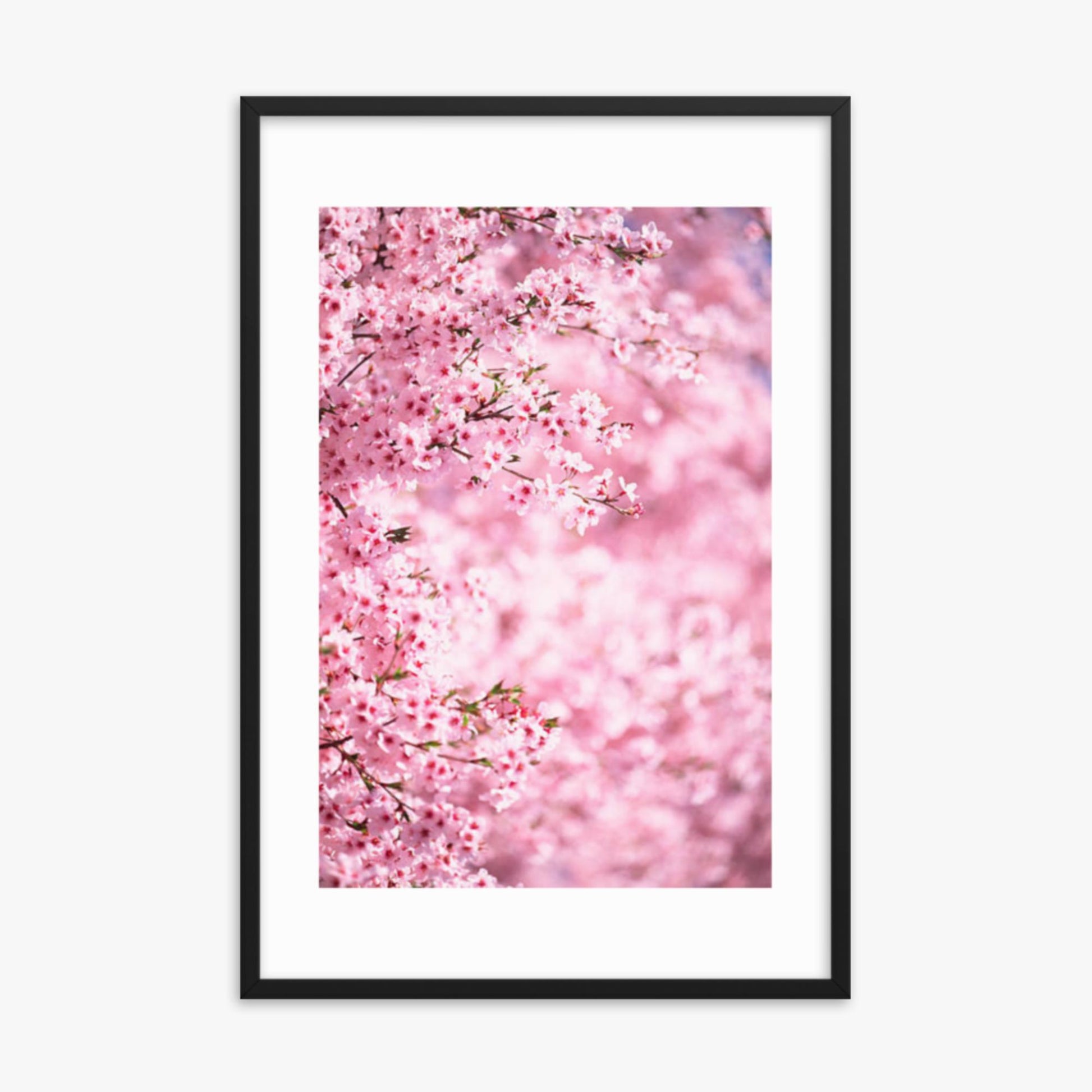 Pink Cherry Blossoms 2 24x36 in Poster With Black Frame