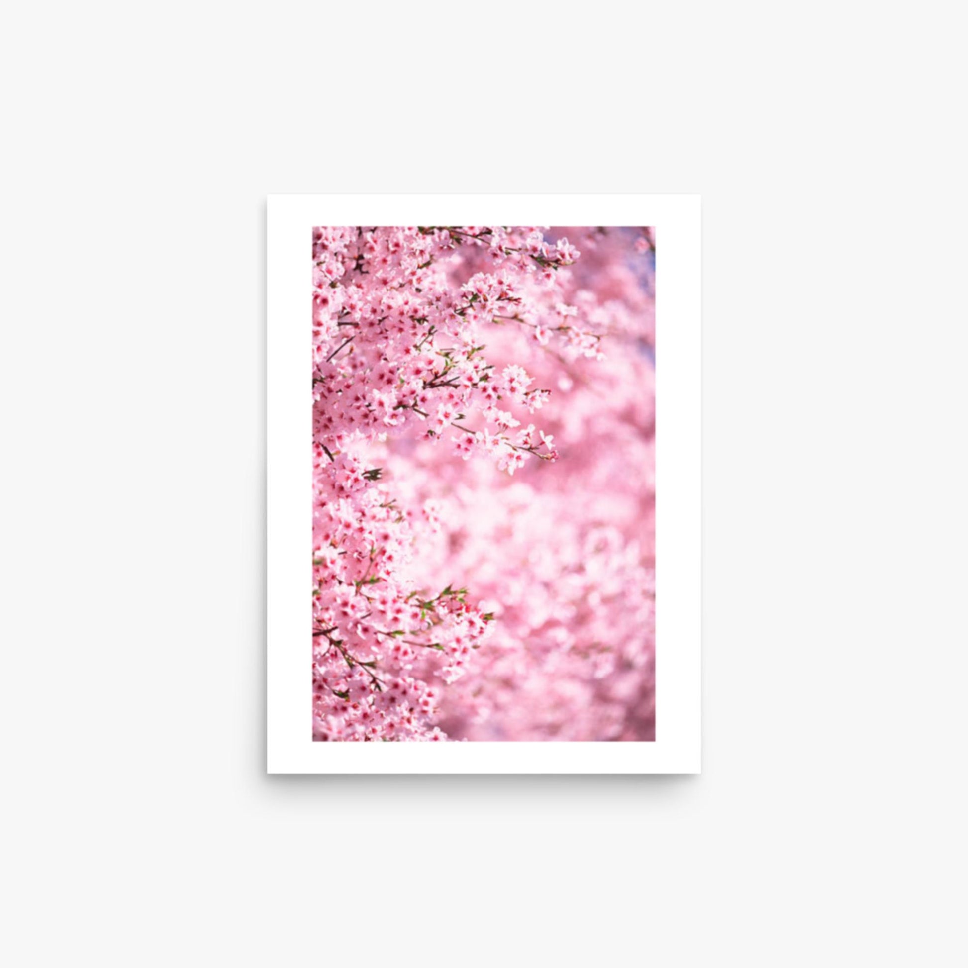 Pink Cherry Blossoms 2 12x16 in Poster