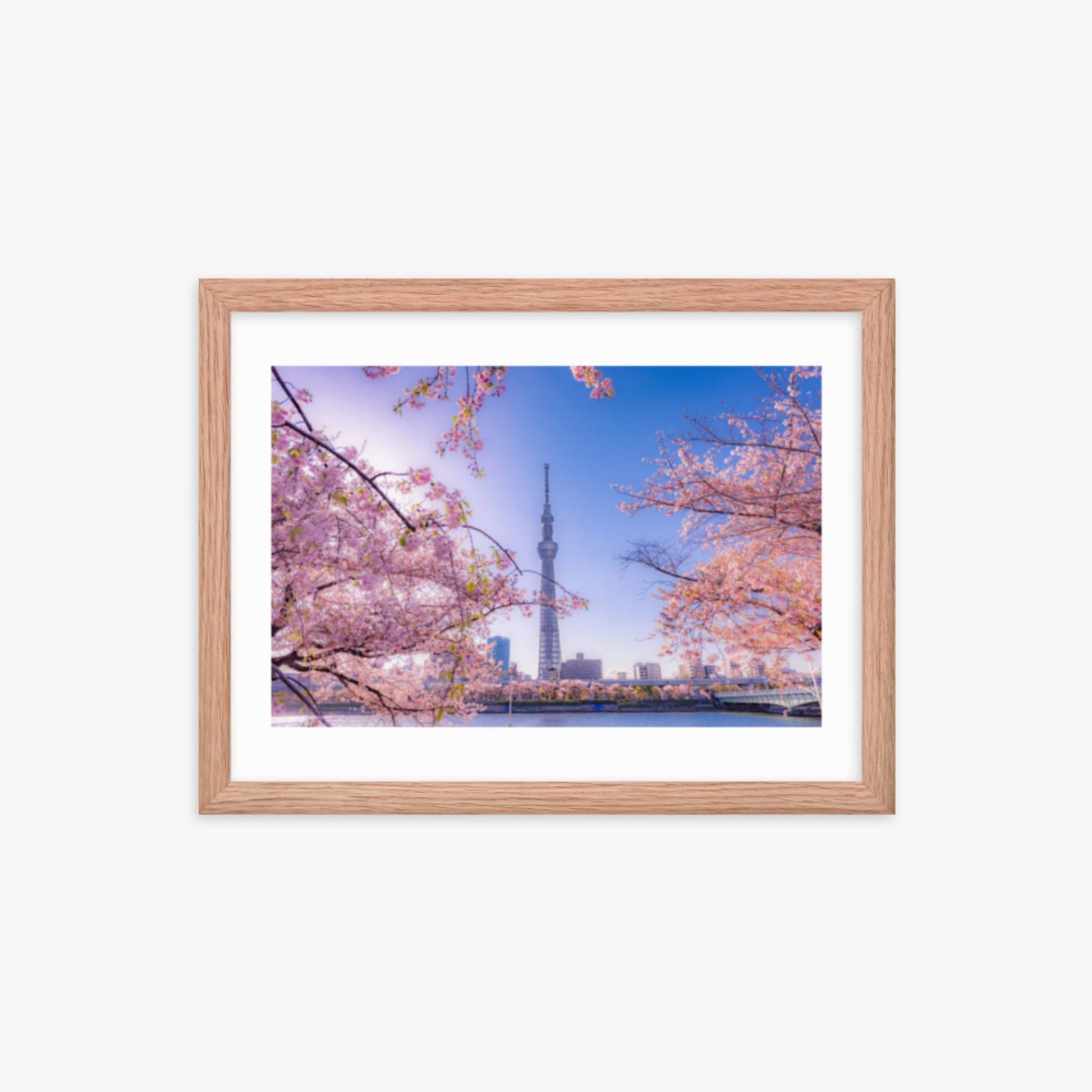 Cherry blossom and building at Asakusa Sumida Park 12x16 in Poster With Oak Frame