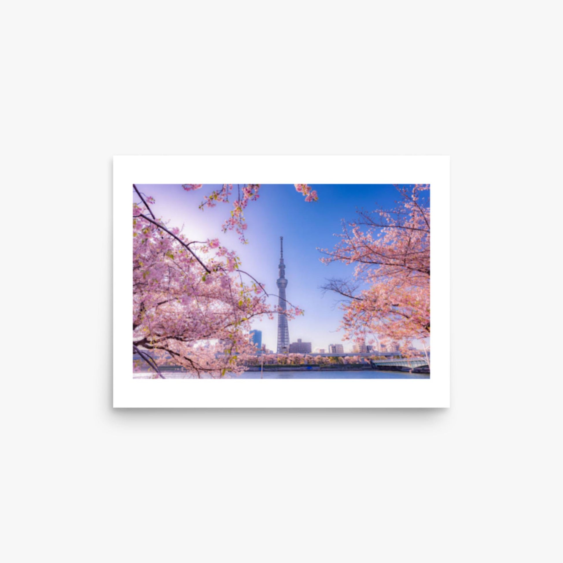 Cherry blossom and building at Asakusa Sumida Park 12x16 in Poster