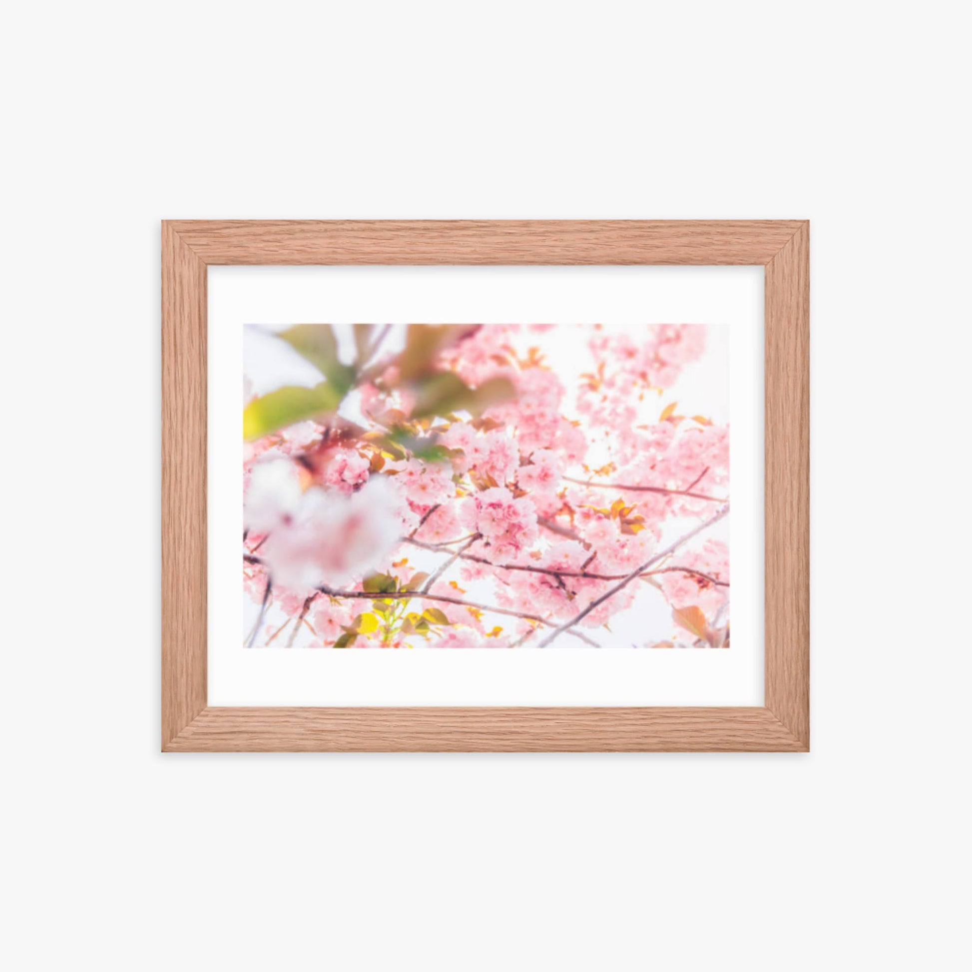 Cherry blossom flowers and sunshine 8x10 in Poster With Oak Frame