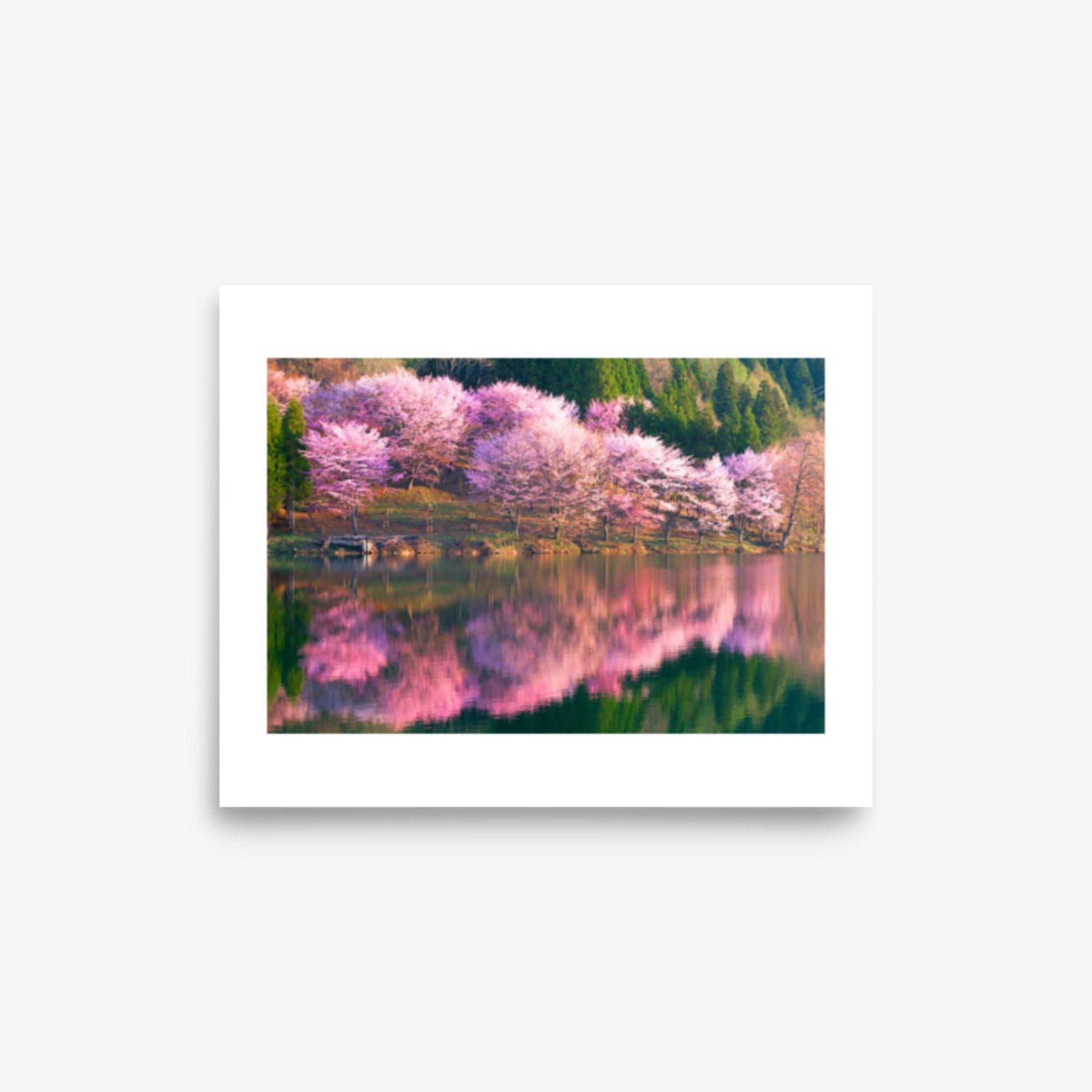 Pink cherry blossoms reflected in Lake Nakatsuna 8x10 in Poster