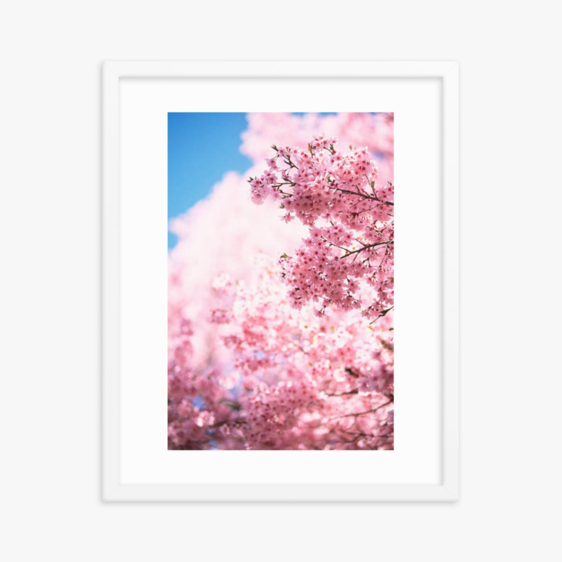 Cherry Blossoms 2 16x20 in Poster With White Frame