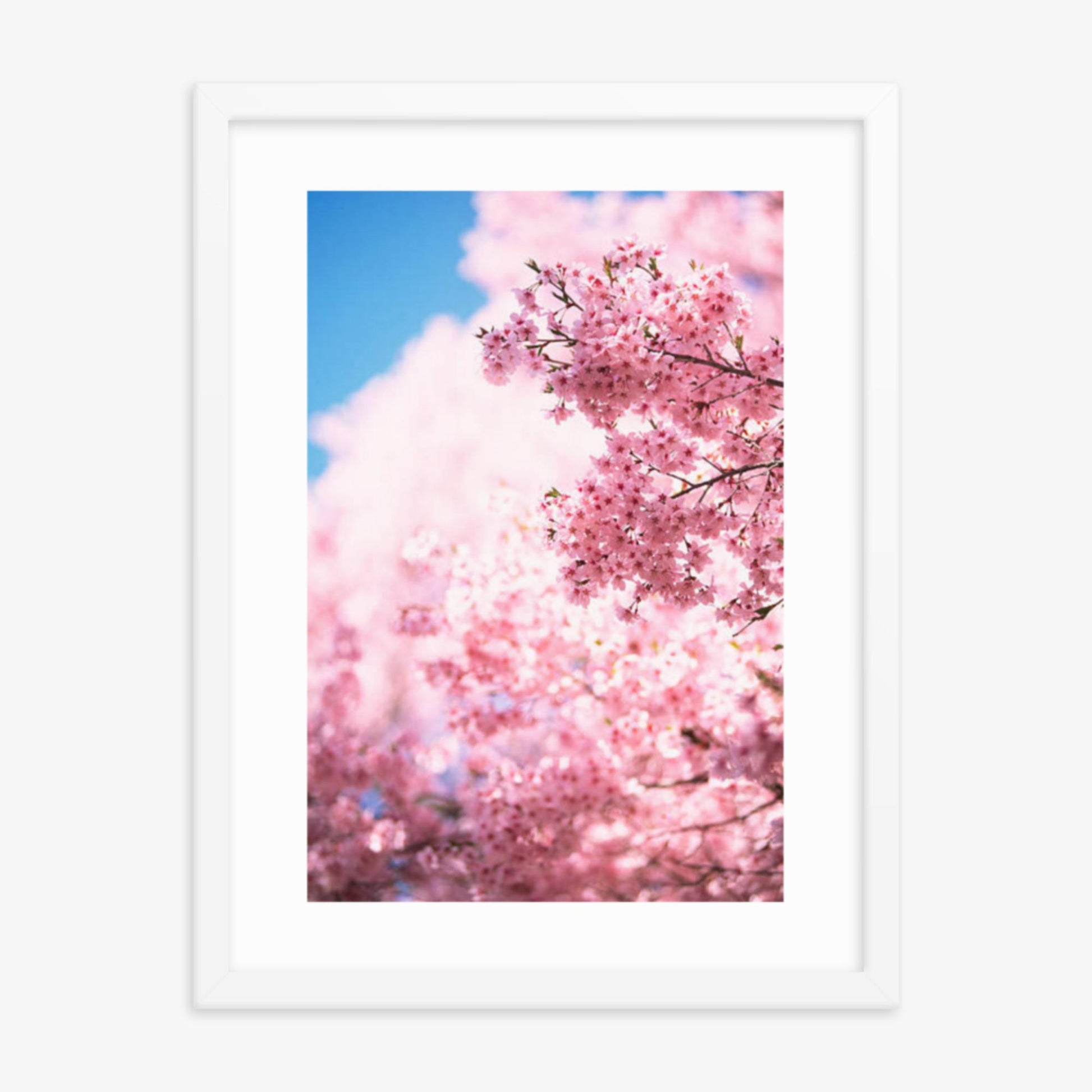 Cherry Blossoms 2 18x24 in Poster With White Frame