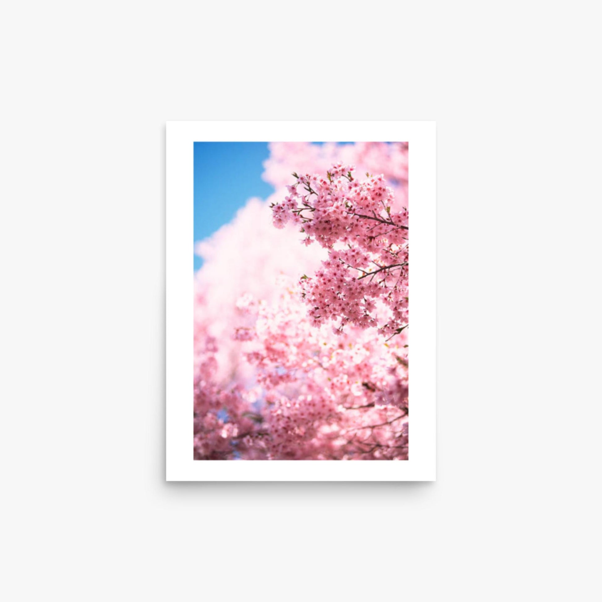 Cherry Blossoms 2 12x16 in Poster