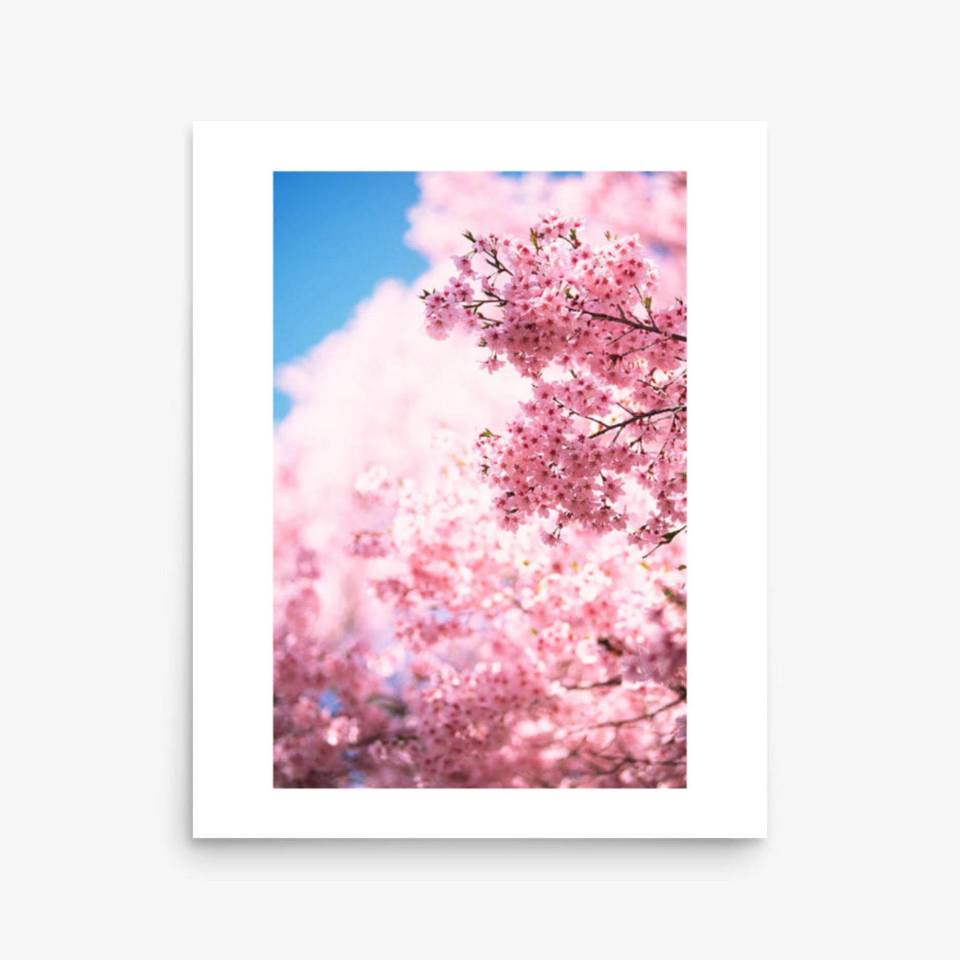 Cherry Blossoms 2 16x20 in Poster