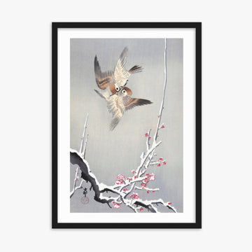 Ohara Koson - Sparrows and Snowy Plum Tree 50x70 cm Poster With Black Frame